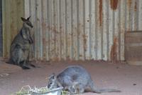 Featherdale Wildlife Park (12) &ndash; &copy; Laura Wonneberger (Eberhardt TRAVEL)