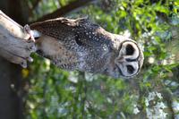 Featherdale Wildlife Park (15) &ndash; &copy; Laura Wonneberger (Eberhardt TRAVEL)