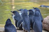 Featherdale Wildlife Park (17) &ndash; &copy; Laura Wonneberger (Eberhardt TRAVEL)