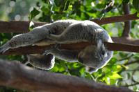Featherdale Wildlife Park (20) &ndash; &copy; Laura Wonneberger (Eberhardt TRAVEL)
