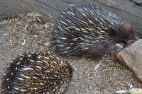 Featherdale Wildlife Park (22) &ndash; &copy; Laura Wonneberger (Eberhardt TRAVEL)