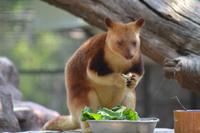 Featherdale Wildlife Park (23) &ndash; &copy; Laura Wonneberger (Eberhardt TRAVEL)