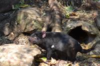 Featherdale Wildlife Park (25) &ndash; &copy; Laura Wonneberger (Eberhardt TRAVEL)