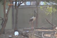 Featherdale Wildlife Park (26) &ndash; &copy; Laura Wonneberger (Eberhardt TRAVEL)