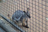 Featherdale Wildlife Park (27) &ndash; &copy; Laura Wonneberger (Eberhardt TRAVEL)
