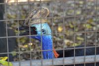 Featherdale Wildlife Park (29) &ndash; &copy; Laura Wonneberger (Eberhardt TRAVEL)