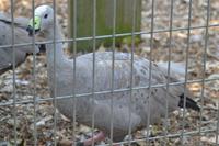 Featherdale Wildlife Park (31) &ndash; &copy; Laura Wonneberger (Eberhardt TRAVEL)