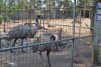 Featherdale Wildlife Park (32) &ndash; &copy; Laura Wonneberger (Eberhardt TRAVEL)