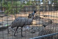 Featherdale Wildlife Park (33) &ndash; &copy; Laura Wonneberger (Eberhardt TRAVEL)