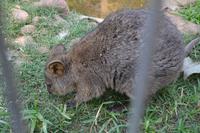 Featherdale Wildlife Park (34) &ndash; &copy; Laura Wonneberger (Eberhardt TRAVEL)