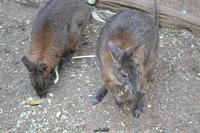 Featherdale Wildlife Park (37) &ndash; &copy; Laura Wonneberger (Eberhardt TRAVEL)