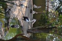 Featherdale Wildlife Park (40) &ndash; &copy; Laura Wonneberger (Eberhardt TRAVEL)