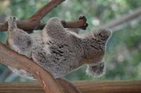 Featherdale Wildlife Park (41) &ndash; &copy; Laura Wonneberger (Eberhardt TRAVEL)