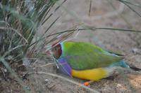 Featherdale Wildlife Park (46) &ndash; &copy; Laura Wonneberger (Eberhardt TRAVEL)