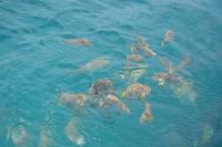 Great Barrier Reef (2) &ndash; &copy; Laura Wonneberger (Eberhardt TRAVEL)