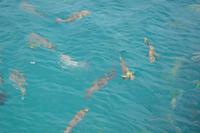 Great Barrier Reef (3) &ndash; &copy; Laura Wonneberger (Eberhardt TRAVEL)