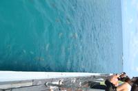 Great Barrier Reef (4) &ndash; &copy; Laura Wonneberger (Eberhardt TRAVEL)