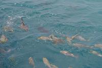 Great Barrier Reef (11) &ndash; &copy; Laura Wonneberger (Eberhardt TRAVEL)