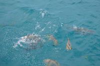 Great Barrier Reef (13) &ndash; &copy; Laura Wonneberger (Eberhardt TRAVEL)