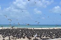 Great Barrier Reef (21) &ndash; &copy; Laura Wonneberger (Eberhardt TRAVEL)
