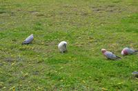 Great Ocean Road (14) &ndash; &copy; Laura Wonneberger (Eberhardt TRAVEL)