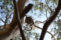 Kennett River Fotostop (13) &ndash; &copy; Laura Wonneberger (Eberhardt TRAVEL)