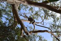Kennett River Fotostop (14) &ndash; &copy; Laura Wonneberger (Eberhardt TRAVEL)