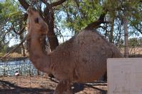Outback (7) &ndash; &copy; Laura Wonneberger (Eberhardt TRAVEL)