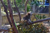 Yanchep-Nationalpark - Besuch bei den Koalas und Kängurus