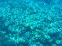 Tagesausflug zum Great Barrier Reef - Expedition mit dem Halbtauchboot