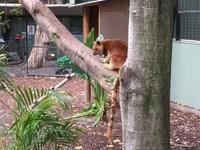 Featherdale Wildlife Park - Baumkänguru
