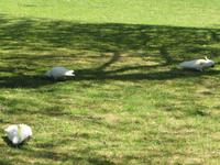 Sydney Hydepark &ndash; &copy; Jacob Spangenberg (Eberhardt TRAVEL)