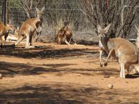 Desert Park  - Alice Springs &ndash; &copy; Jacob Spangenberg (Eberhardt TRAVEL)