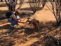 Desert Park  - Alice Springs &ndash; &copy; Jacob Spangenberg (Eberhardt TRAVEL)