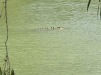 am Alligatorriver &ndash; &copy; Jacob Spangenberg (Eberhardt TRAVEL)