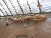 Krokodil Skelett &ndash; &copy; Jacob Spangenberg (Eberhardt TRAVEL)