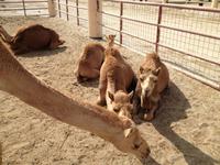 243 königliche Kamelfarm Bahrain