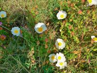 Mittelmeerflora &ndash; &copy; Steffen Mucke (Eberhardt TRAVEL)