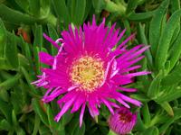 Mittagsblume &ndash; &copy; Steffen Mucke (Eberhardt TRAVEL)
