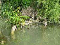 Schildkröten am Kamtschia-Fluss