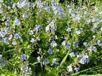 Blumenpracht im Pirin &ndash; &copy; Betina Marinow (Eberhardt TRAVEL)