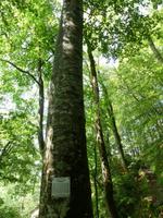 Naturpark Rila Kloster - Rotbuche &ndash; &copy; Betina Marinow (Eberhardt TRAVEL)