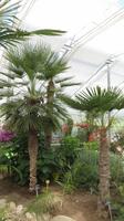 091_Botanischer Garten in Baltschik - im Kakteenhaus &ndash; &copy; Nadine Schulz (Eberhardt TRAVEL)