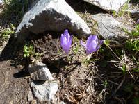Krokus &ndash; &copy; Betina Marinow (Eberhardt TRAVEL)