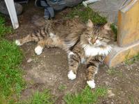 ehem. Partisanen Wiese - Kirilova Polyana - Hauskatze &ndash; &copy; Betina Marinow (Eberhardt TRAVEL)