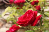 Baltschik Rose &ndash; &copy; Madlena Voigt (Eberhardt TRAVEL)