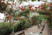 Skobelevo, bulgarisches Rosental &ndash; &copy; Madlena Voigt (Eberhardt TRAVEL)