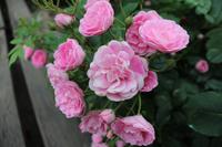 Skobelevo, bulgarisches Rosental &ndash; &copy; Madlena Voigt (Eberhardt TRAVEL)