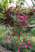 Skobelevo, bulgarisches Rosental &ndash; &copy; Madlena Voigt (Eberhardt TRAVEL)
