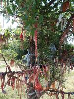 Baum mit Martenizy in Bulgarien &ndash; &copy; Laura Schwanitz (Eberhardt TRAVEL)